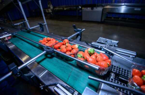 Conveyor Belt Repair vs. Replacement: Making the Best Decision for Your Food Manufacturing Facility