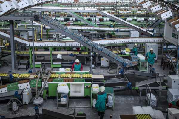 Boosting Efficiency with Z-Type Conveyor Belts: How Vertical Conveying Solutions Can Optimise Your Manufacturing Operations