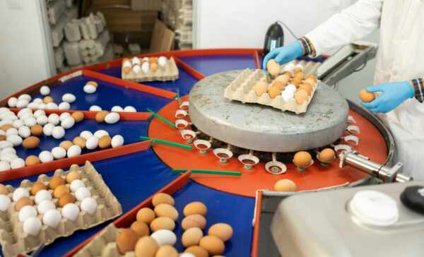 Safe Food Manufacturing with Proper Conveyor Belts